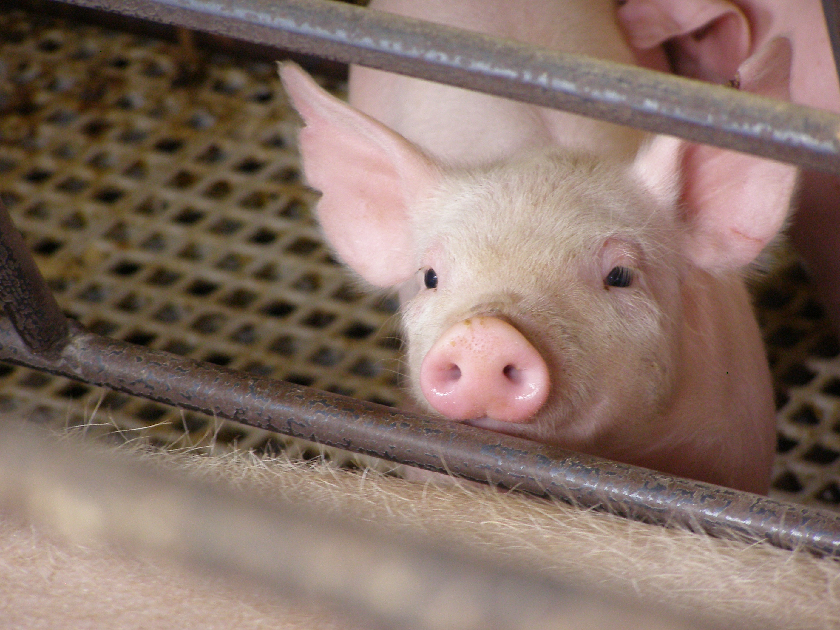 Pig Image